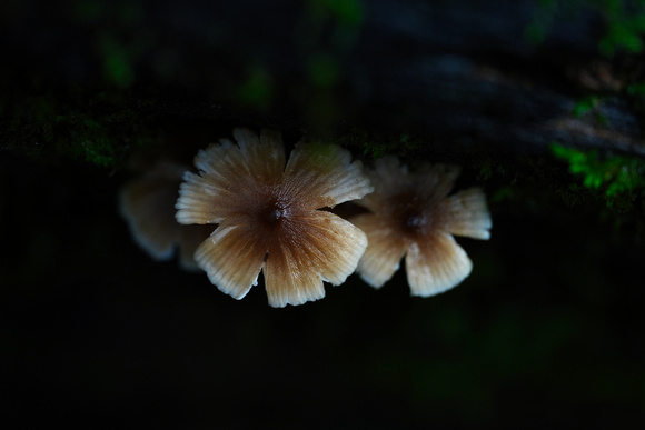 Lake Sanitarium, Mount Macedon