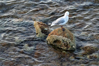 Frankston Pier, Melbourne