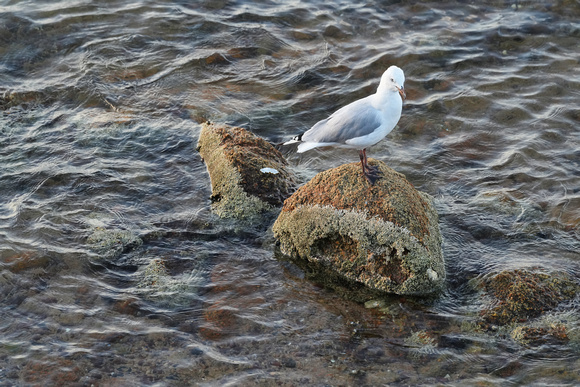 Frankston Pier, Melbourne