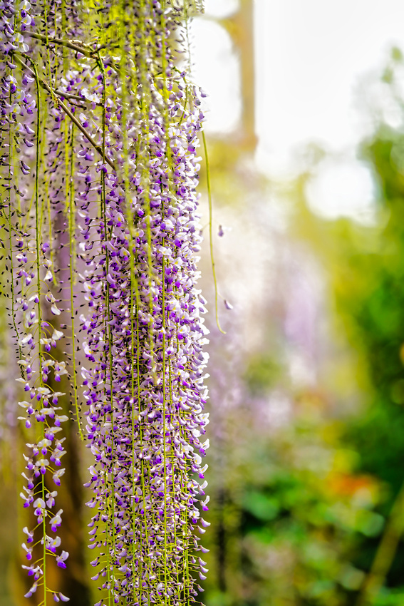 Alowyn Garden, Yarra Glen