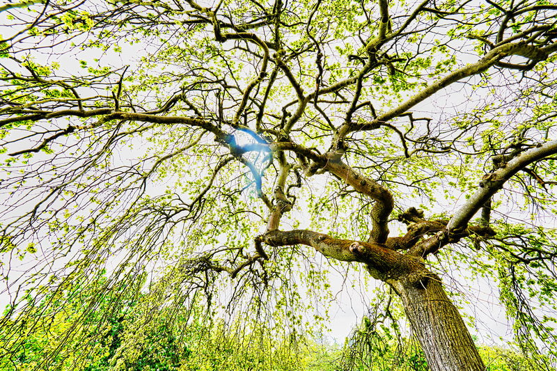 Alowyn Garden, Yarra Glen