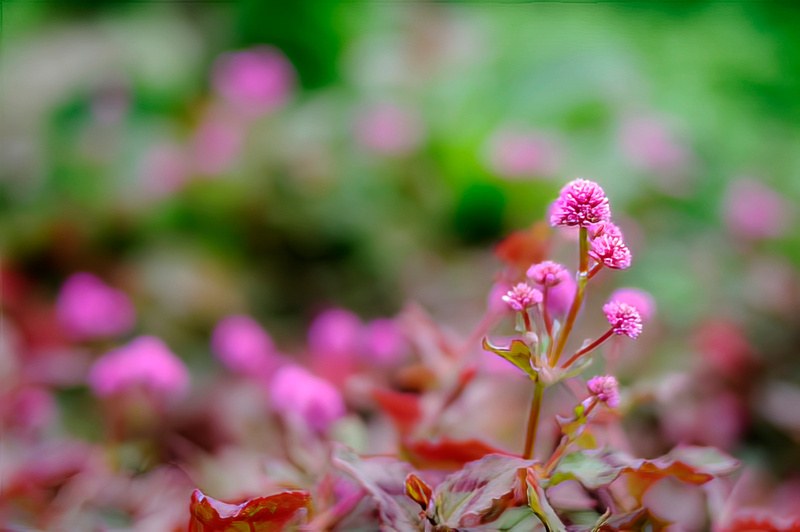 Bokeh