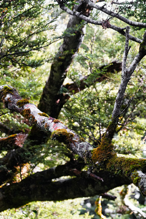 Arthurs Pass, New Zealand