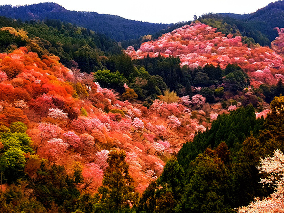 Yoshino Cherry Blossom, Japan