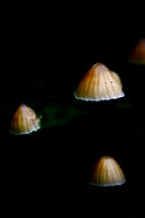 Mount Macedon Fungi