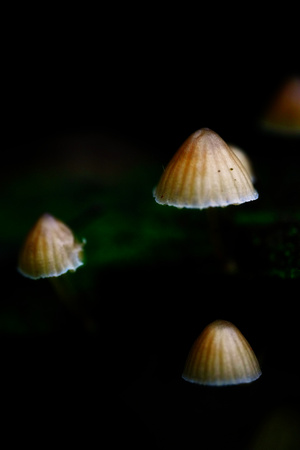 Mount Macedon Fungi