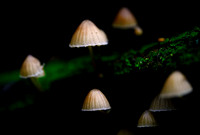 Mount Macedon Fungi