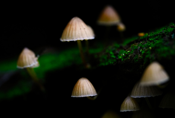 Mount Macedon Fungi