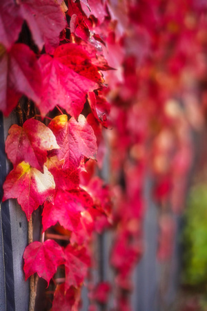Maple