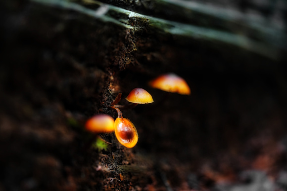 Mushroom Warburton
