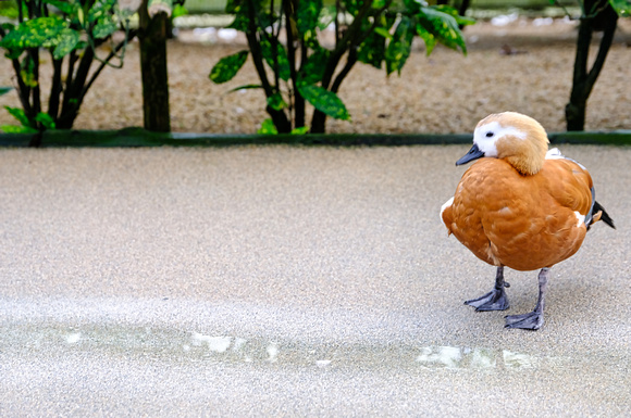 Shirahama Bird Park