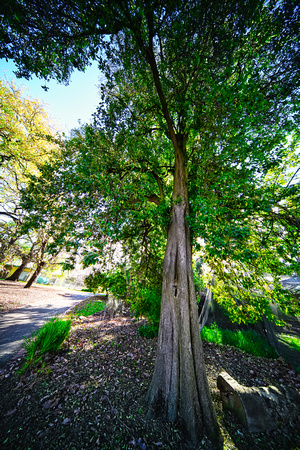 White Hills Botanical Garden