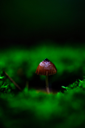 Mount Macedon Fungi