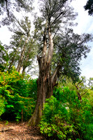 Alfred Nicholas Garden, Melbourne