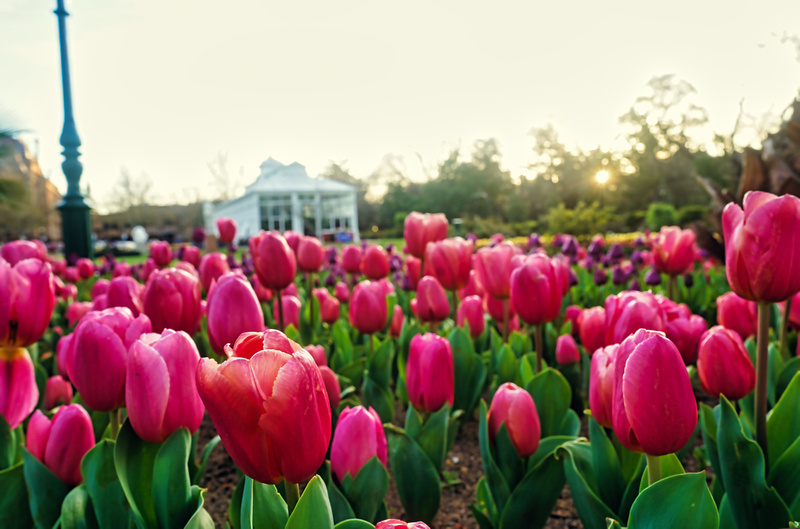 Bendigo Bloom Festival