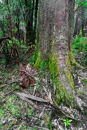 Sherbrooke Falls, Olinda