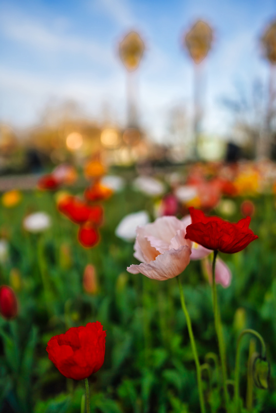 Bendigo Bloom Festival