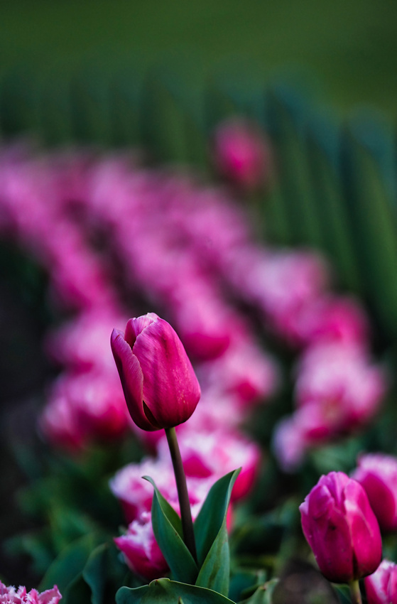 Bendigo Bloom Festival