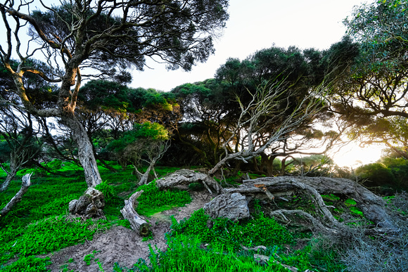 Forest Cave, Phillip Island