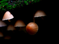 Mount Macedon Fungi