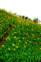 Daffodil Garden, Taichung