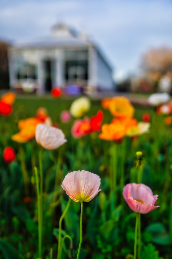 Bendigo Bloom Festival