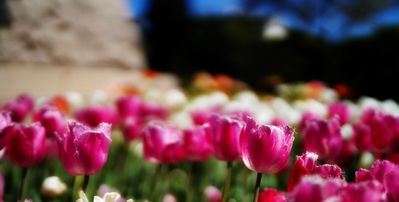 Bendigo Tulips