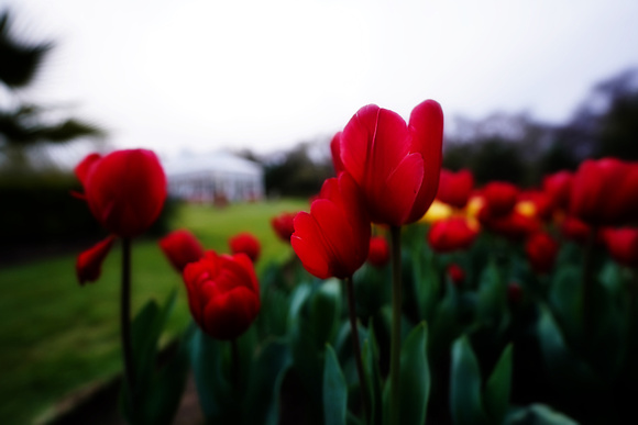 Bendigo Tulips