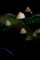 Mount Macedon Fungi