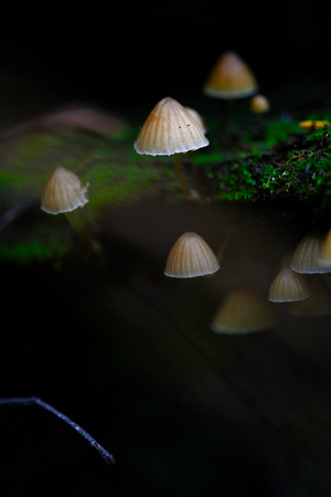 Mount Macedon Fungi