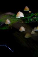 Mount Macedon Fungi