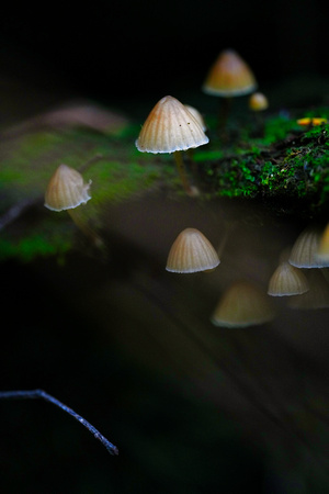 Mount Macedon Fungi