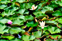 Blue Lotus Garden, Yarra Junction
