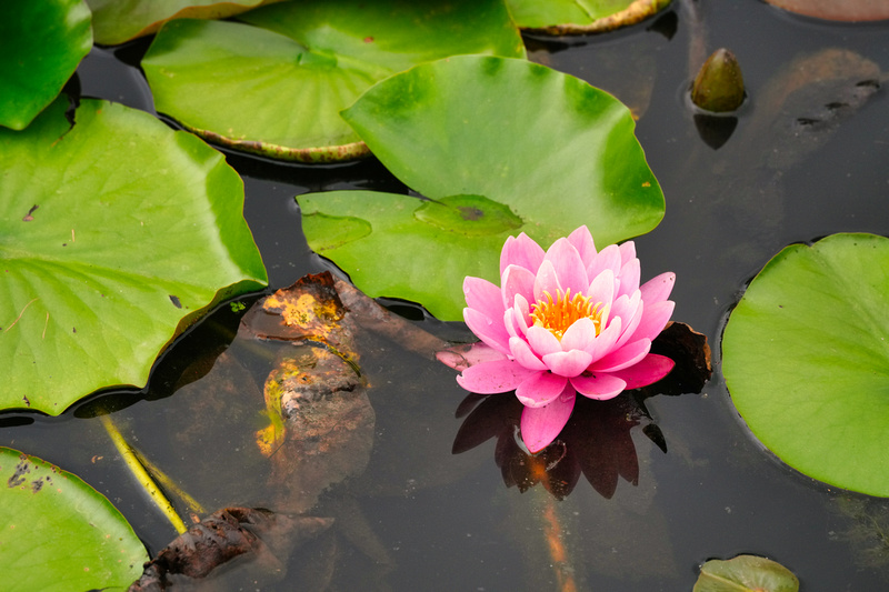 Blue Lotus Garden, Yarra Junction