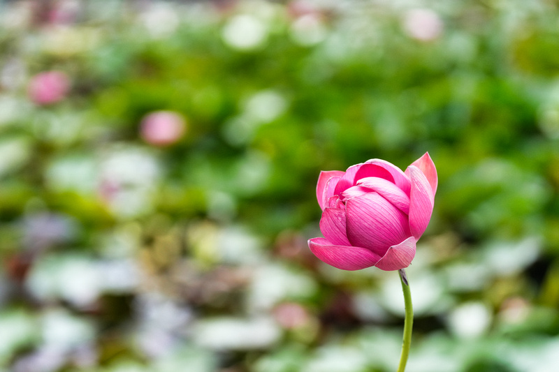 Blue Lotus Garden, Yarra Junction