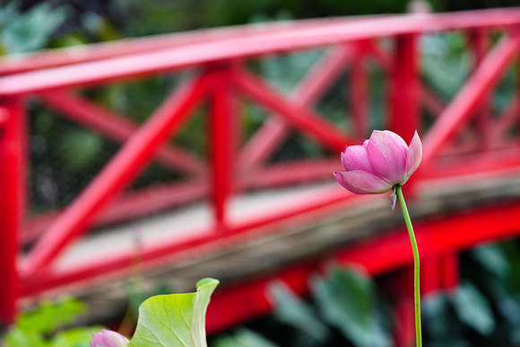 Blue Lotus Garden, Yarra Junction