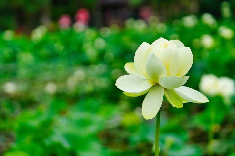 Blue Lotus Garden, Yarra Junction