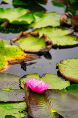 Blue Lotus Garden, Yarra Junction