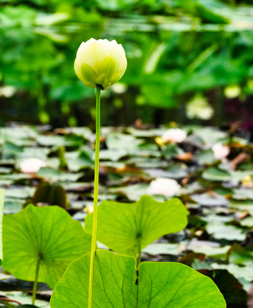 Blue Lotus Garden, Yarra Junction