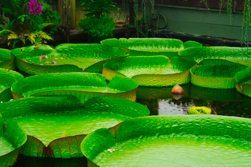 Blue Lotus Garden, Yarra Junction