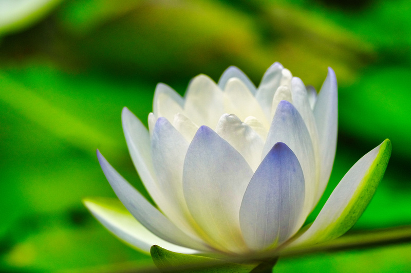 Blue Lotus Garden, Yarra Junction