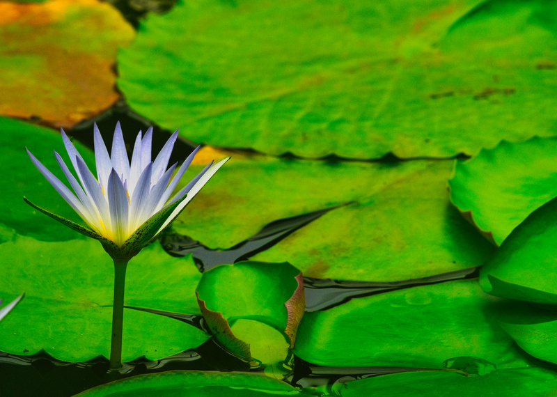 Blue Lotus Garden, Yarra Junction