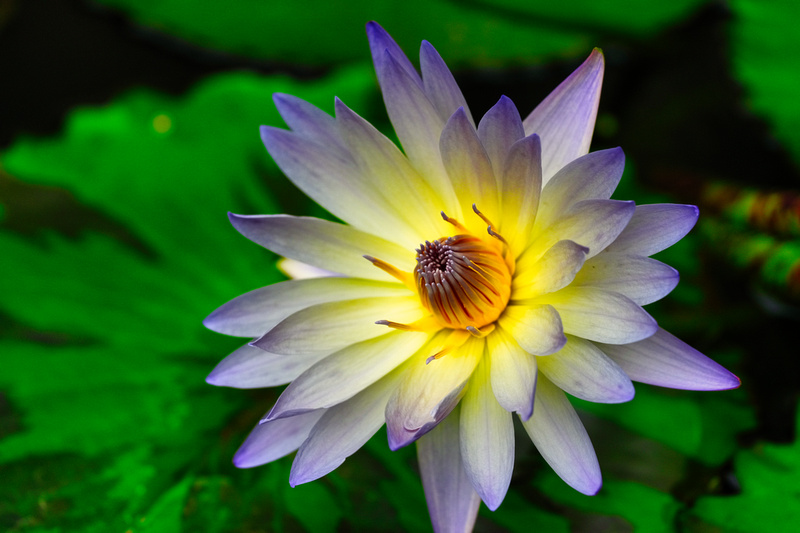 Blue Lotus Garden, Yarra Junction