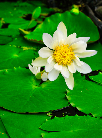 Blue Lotus Garden, Yarra Junction