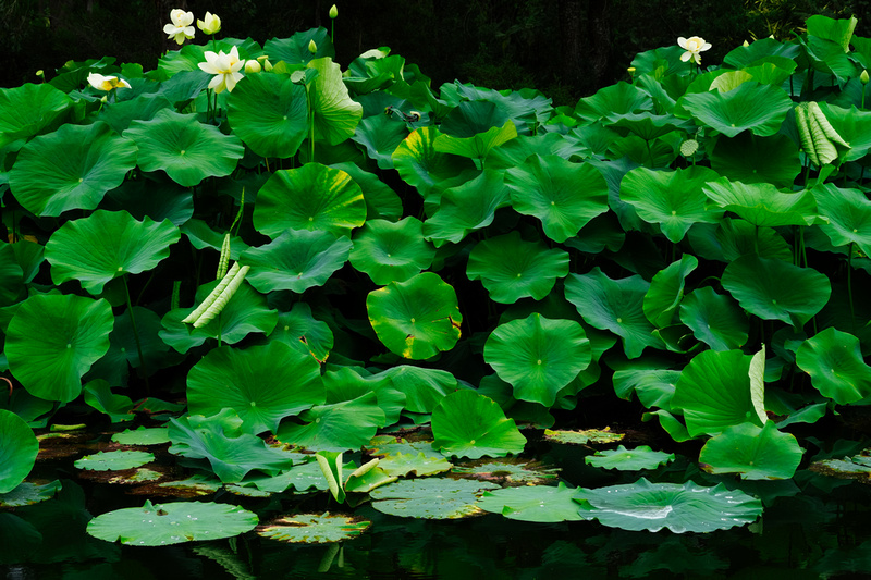 Blue Lotus Garden, Yarra Junction