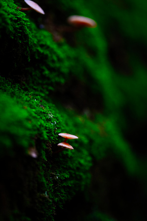 Mount Macedon Fungi