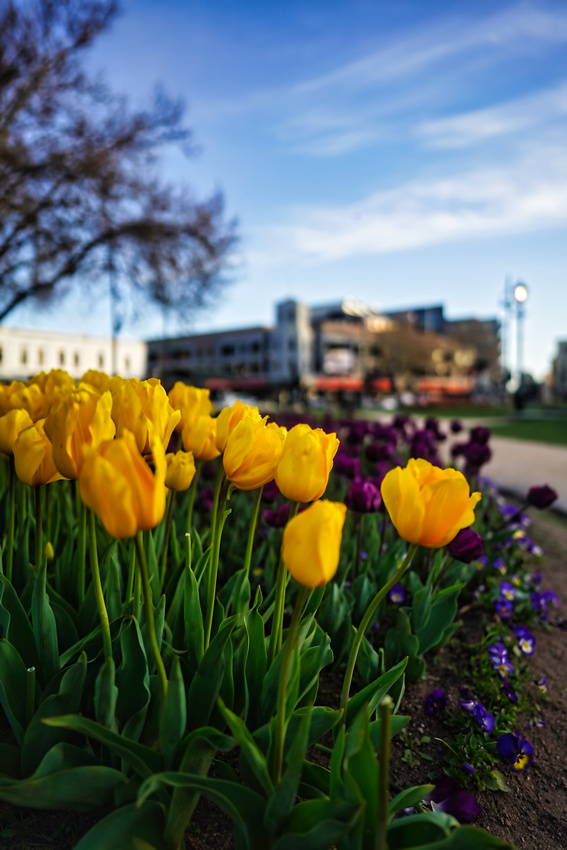 Bendigo Bloom Festival