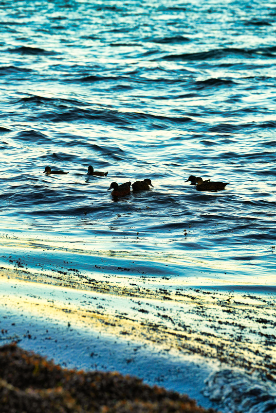 Balnarring Beach, Melbourne