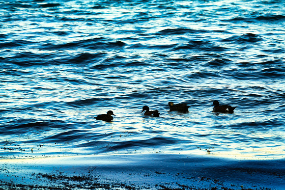 Balnarring Beach, Melbourne