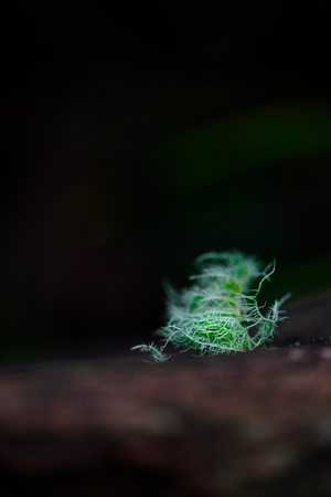 Mount Macedon Fungi